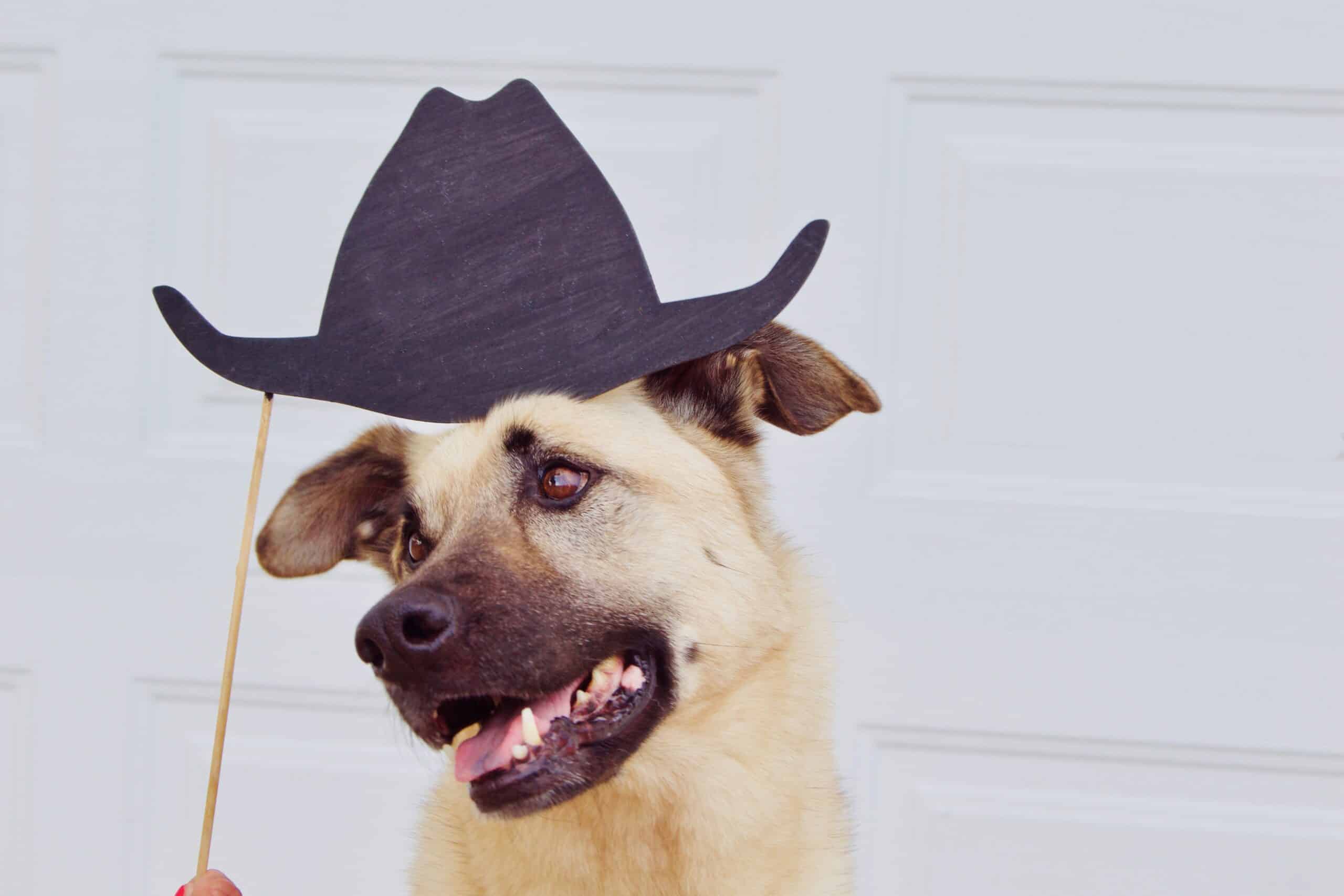Tan dog wearing cowboy hat prop at white photo booth backdrop
